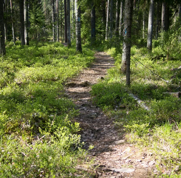 Camino forestal — Foto de Stock