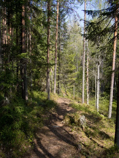 Lesní cesta — Stock fotografie