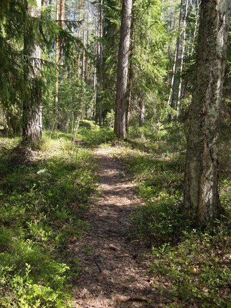 Strada forestale — Foto Stock