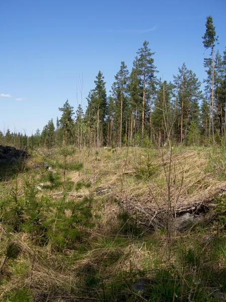 Foresta — Foto Stock