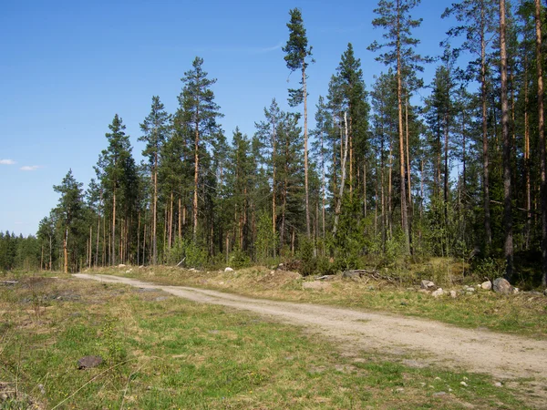 Camino forestal — Foto de Stock