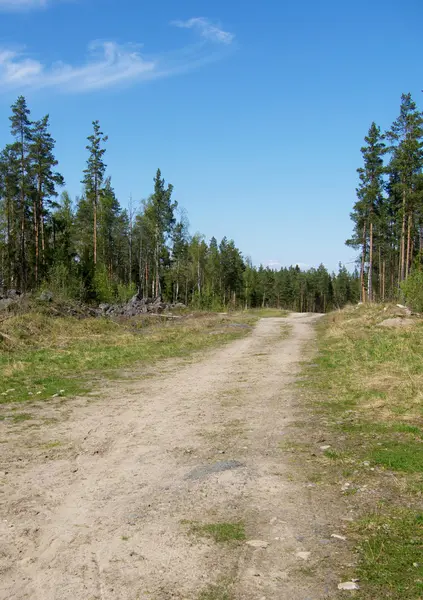 Strada forestale — Foto Stock