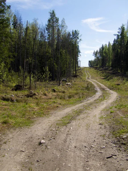 Strada forestale — Foto Stock