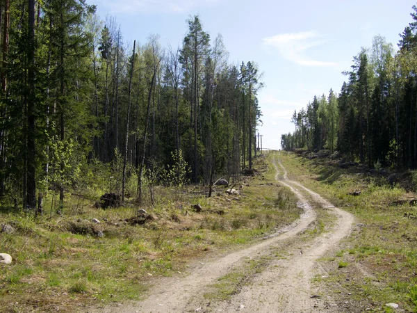 Forest road — Stockfoto