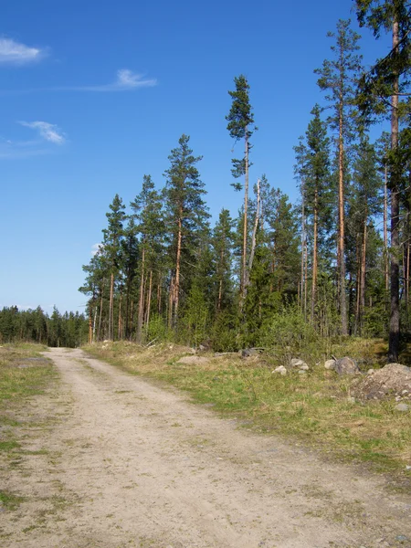 Strada forestale — Foto Stock