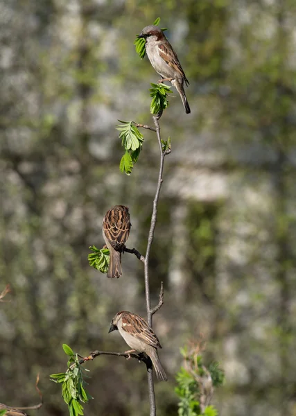 Sparrow — Stock fotografie