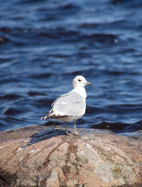 Mouette — Photo