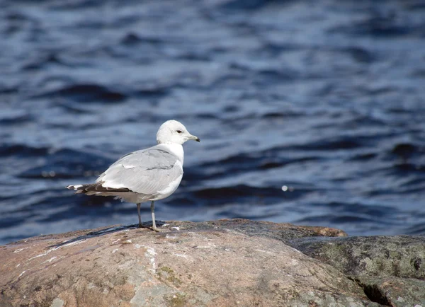 Gaviota —  Fotos de Stock