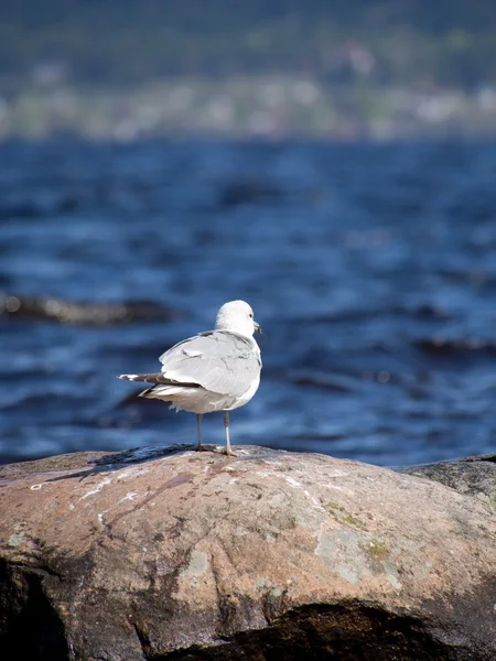 Mouette — Photo