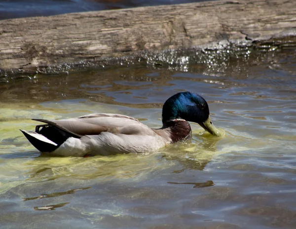 Pato en el lago — Foto de Stock