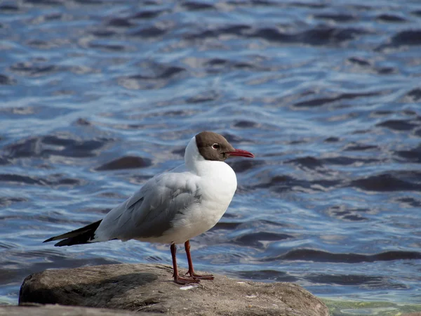 Möwe — Stockfoto