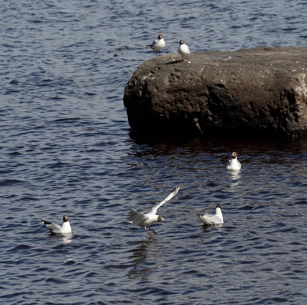 Möwe — Stockfoto