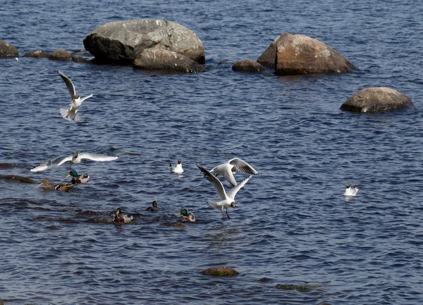 Möwe — Stockfoto