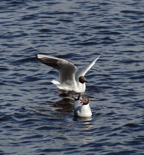 Seagull — Stock Photo, Image