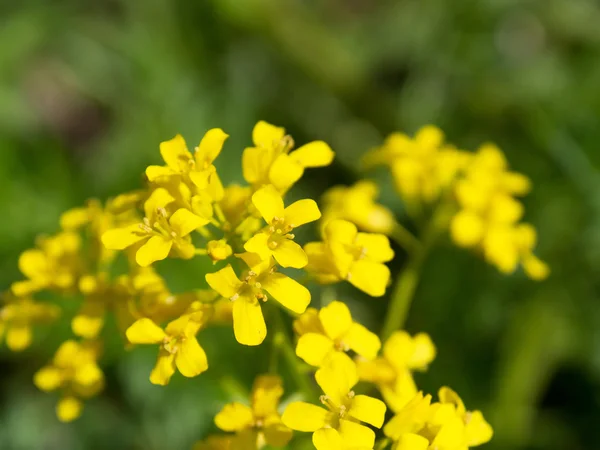 Diplotaxis muralis — Fotografia de Stock