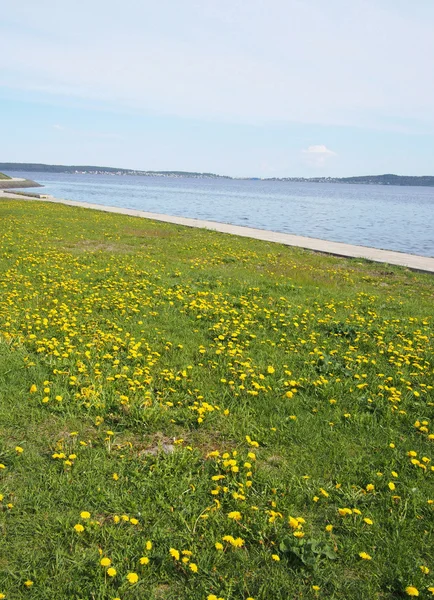 Jezioro, niebo i trawy. Petrozavodsk, Federacja Rosyjska, karelia — Zdjęcie stockowe