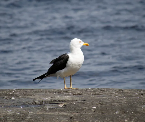 Möwe — Stockfoto