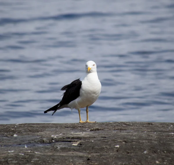 Fiskmås — Stockfoto