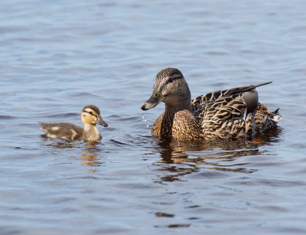 Gräsand och baby anka — Stockfoto