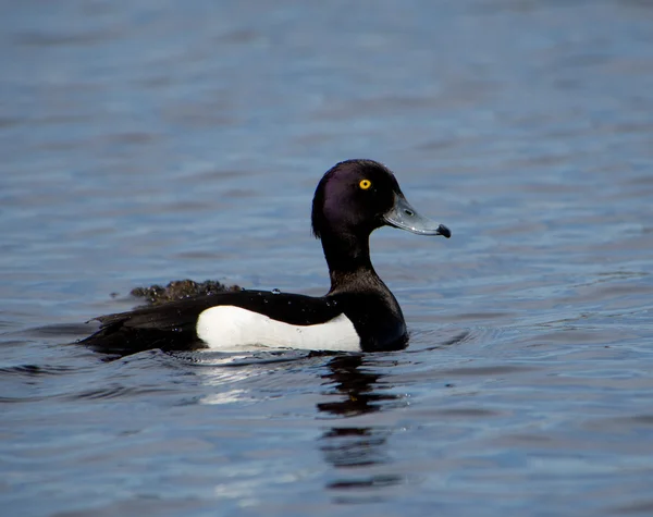 Duck on the lake — Stock Photo, Image