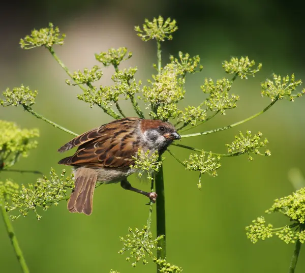 Moineau — Photo