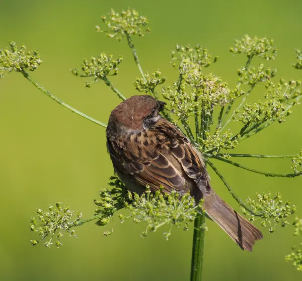 Sperling — Stockfoto