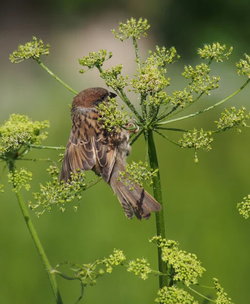 Sparrow — Stock fotografie