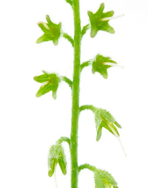 Φυτών σε λευκό φόντο — Φωτογραφία Αρχείου