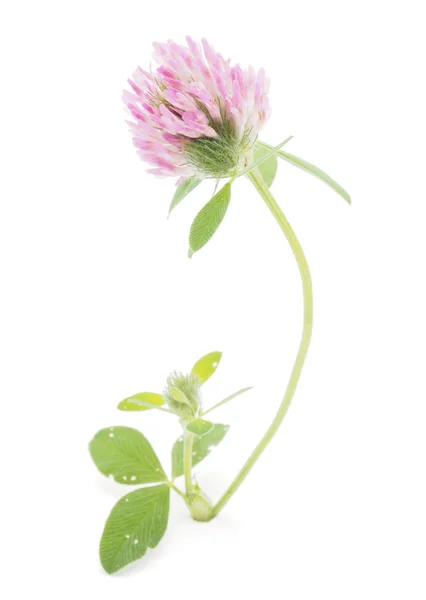 Flor de trébol sobre un fondo blanco —  Fotos de Stock