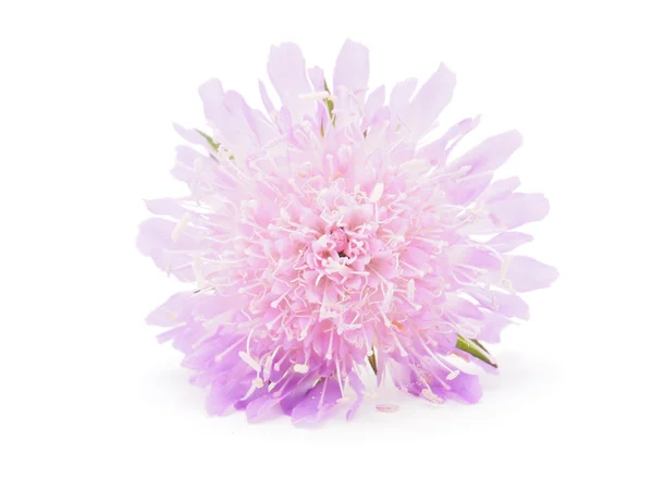 Knautia flor sobre um fundo branco — Fotografia de Stock