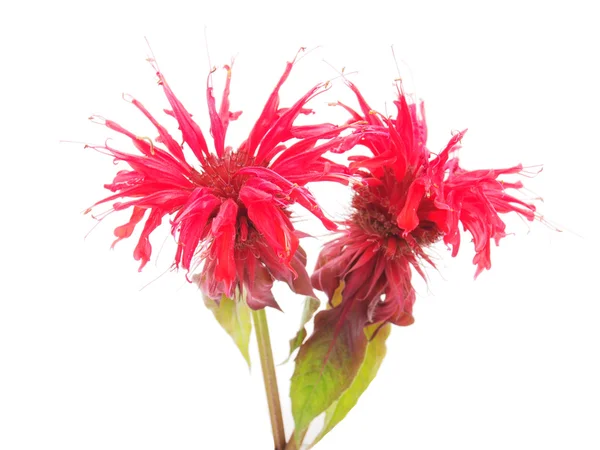 Bergamot çiçek beyaz zemin üzerine