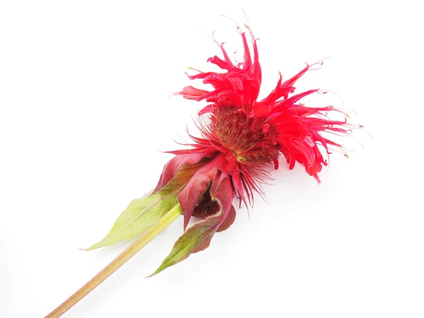 Bergamot flower on a white background — Stock Photo, Image