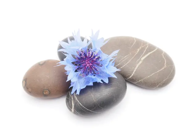 Knapweed flower and pebbles on white background — Stock Photo, Image