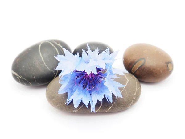 Knapweed flower and pebbles on white background — Stock Photo, Image