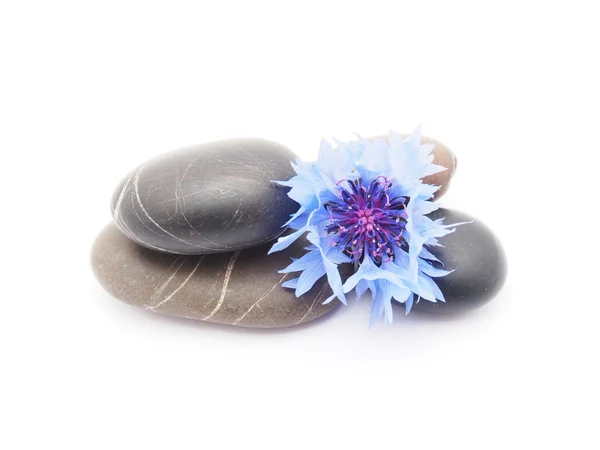 Knapweed flower and pebbles on white background — Stock Photo, Image