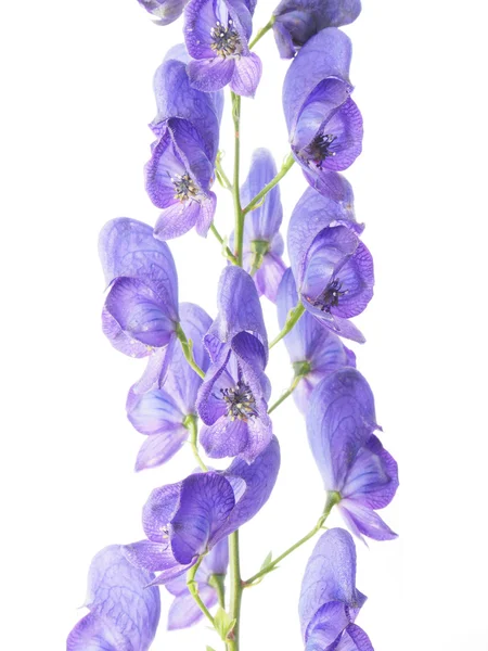 Aconitum napellus on a white background — Stock Photo, Image