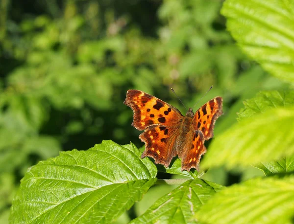 Éruption papillon — Photo