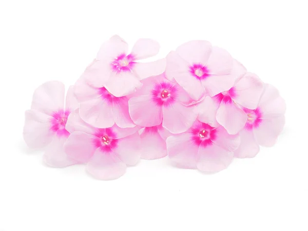 Flox rosa sobre um fundo branco — Fotografia de Stock