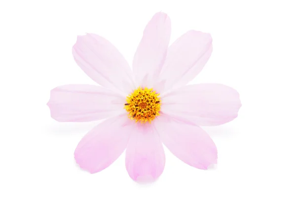 Kosmeya çiçek beyaz zemin üzerine — Stok fotoğraf