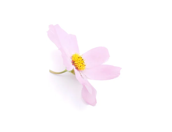 Kosmeya květ na bílém pozadí — Stock fotografie