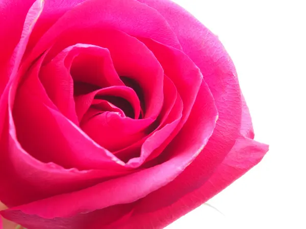 Rose on a white background Stock Image