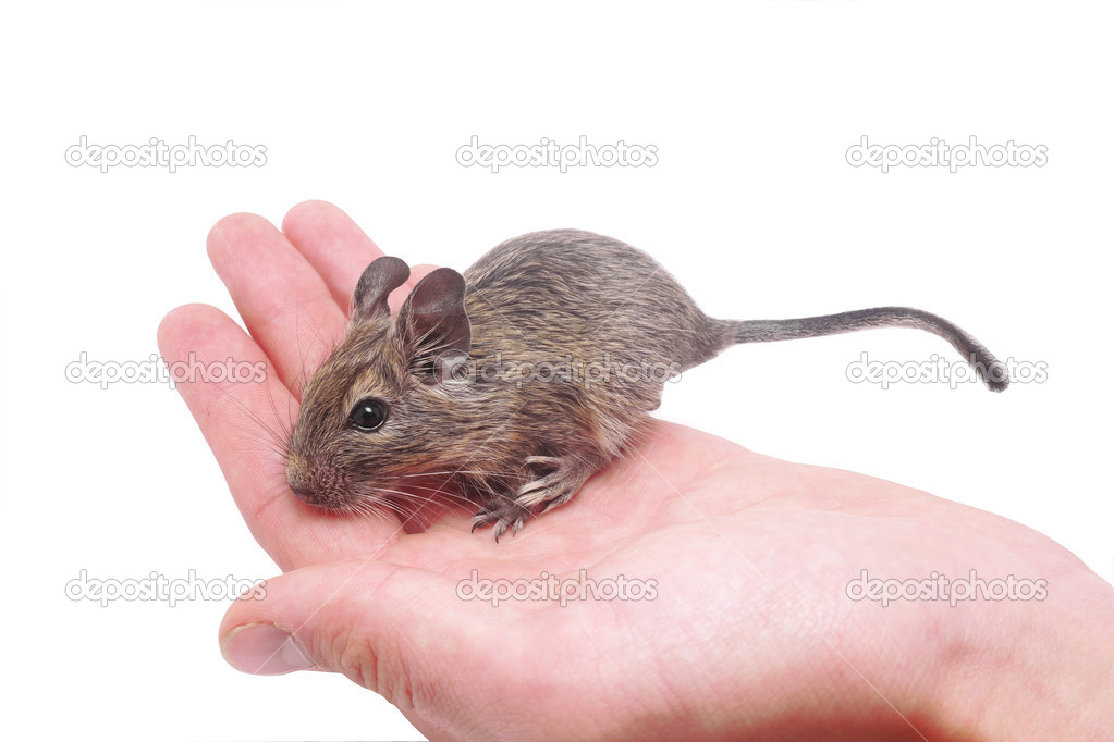 Degus at hand — Stock Photo © Enskanto #22044209