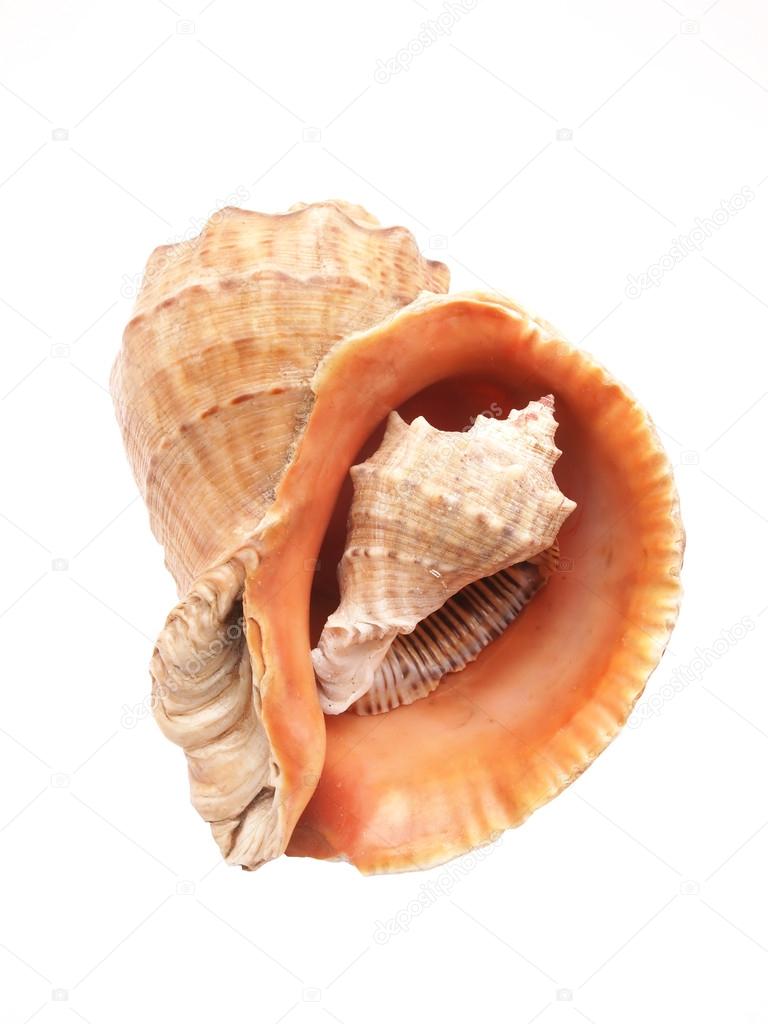 Two sea shell on white background