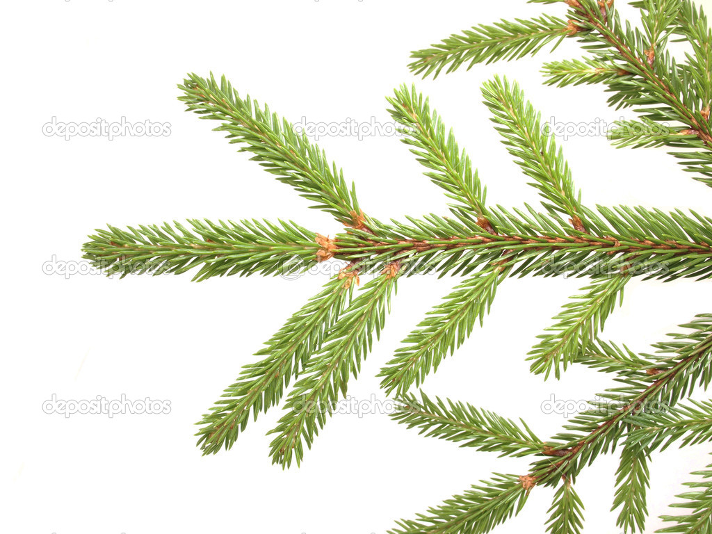 spruce branch on a white background