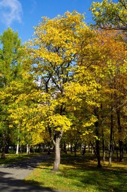 Sonbaharda park et.