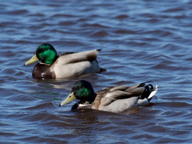 Göldeki yaban ördeği