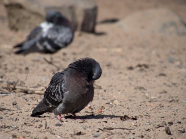 Göldeki güvercinler