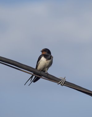 bir tel üzerinde yutmak