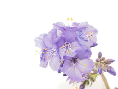 Beyaz arkaplanda mavi çiçek