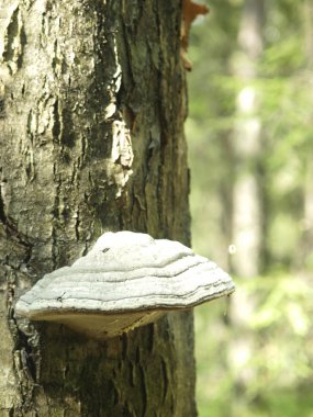 Fungi a tinder clipart